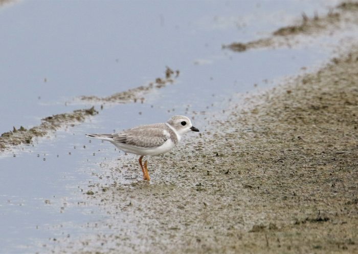 Coffee County's Piping Plover