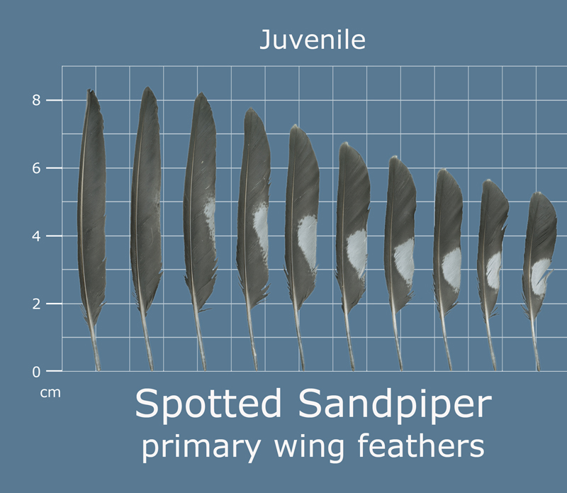 bird feather identify