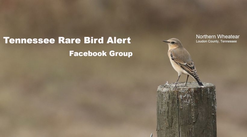 Tennessee Rare Bird Alert Facebook Group