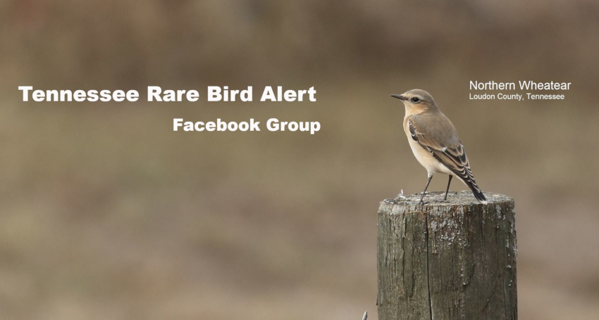 Tennessee Rare Bird Alert Facebook Group