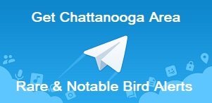 Greater Chattanooga Area Rare Bird Alert via the Telegram mobile app