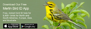 Need a bird guide? We recommend the free Merlin Bird ID App from Cornell University