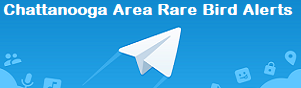 Greater Chattanooga Area Rare Bird Alert via the Telegram mobile app