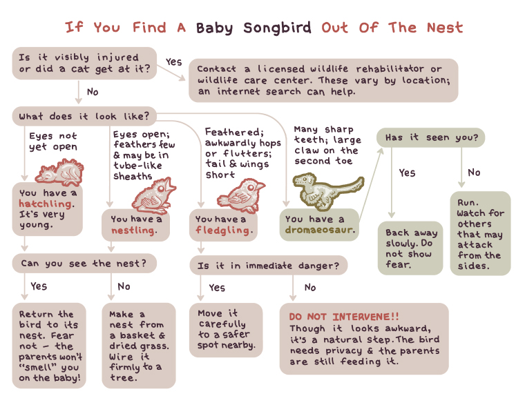 What do you do if you find a baby bird out of the nest?