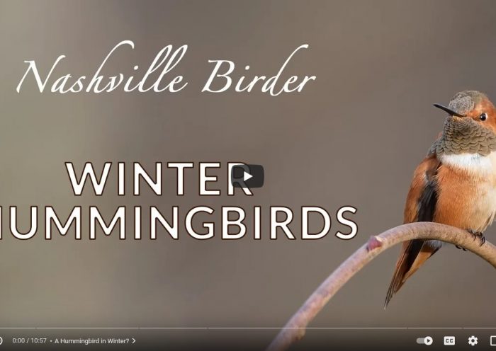 Winter Hummingbirds mini-documentary by Graham Gerdeman