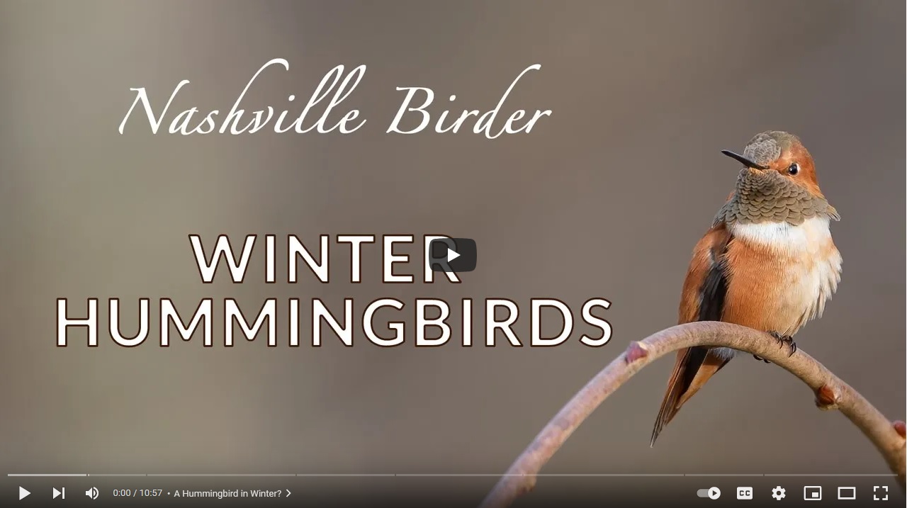 Winter Hummingbirds mini-documentary by Graham Gerdeman