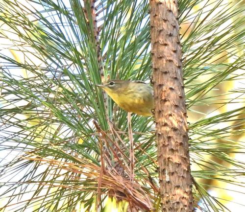 Pine Warbler 2_1